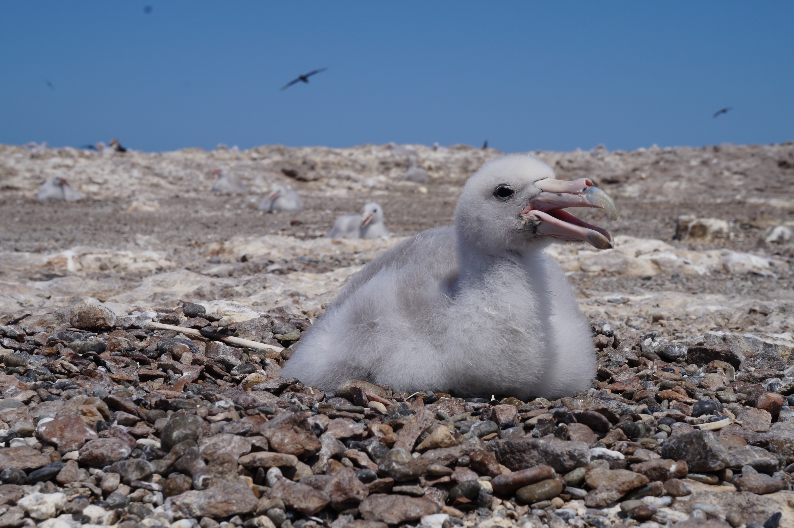 Fluffy albatross chick sitting on rocky beach, open beak beneath a clear blue sky