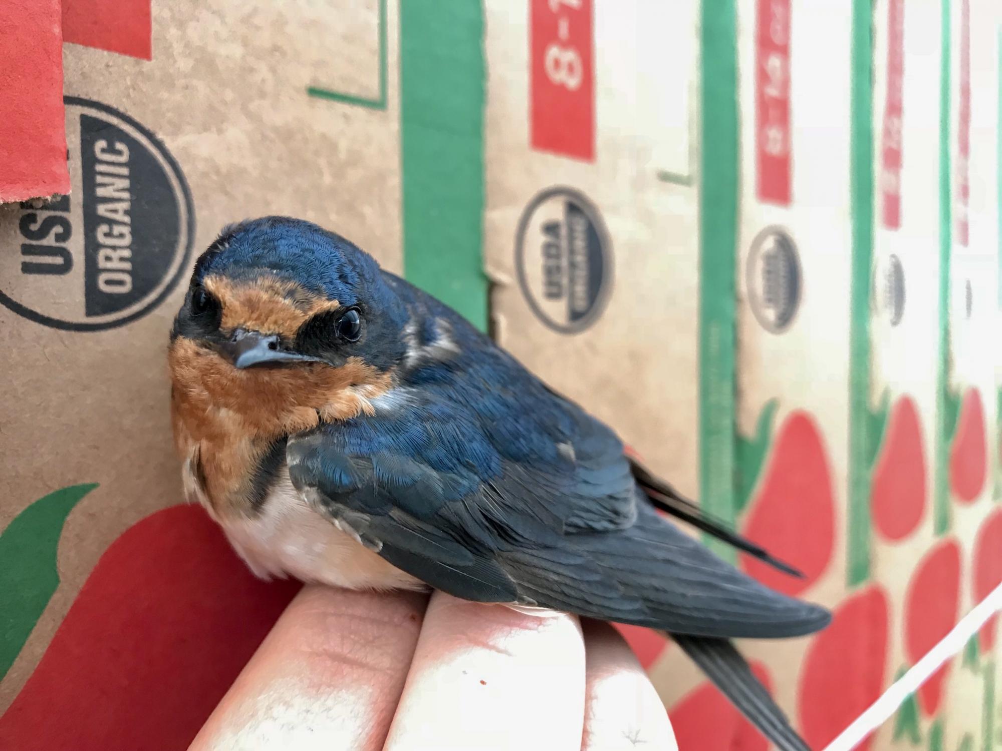 barn swallow by strawberry box