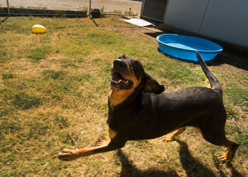 Dog at TRACS