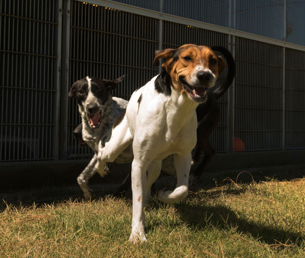 Dog on the run at TRACS.
