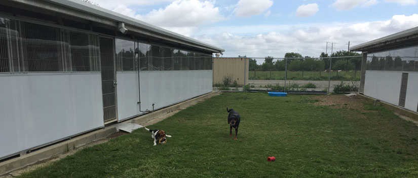 Two dogs at play in TRACS yard