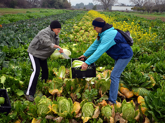 Harvesting produce from a campous field.