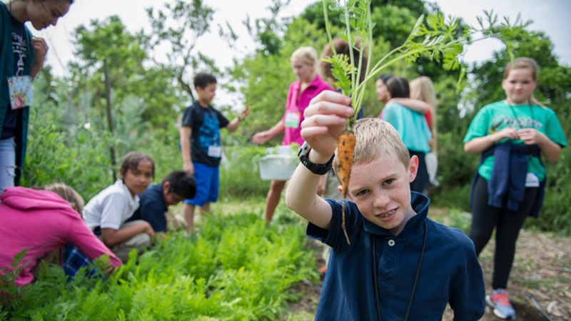 Boy holds carrot pulled from earth at Student Farm.