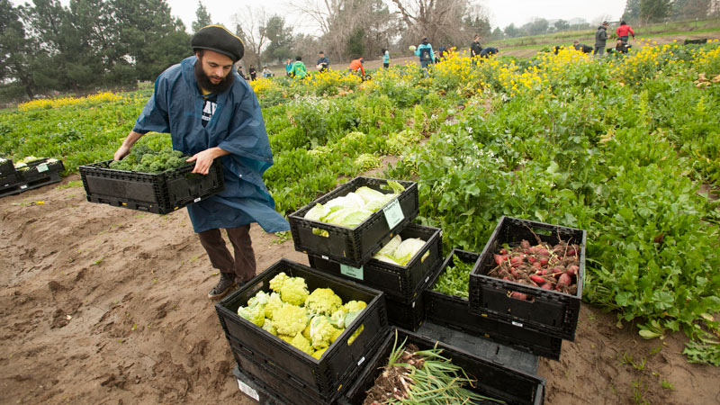 Students hauls crate of broccoli.