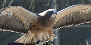 Raptor in flight.