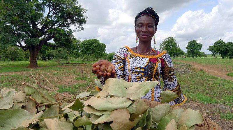 Woman holds shea nuts.