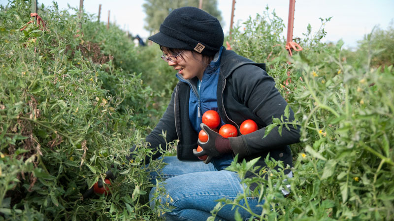 Students harvests tomatoes.