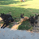 Woodland Police K-9s.