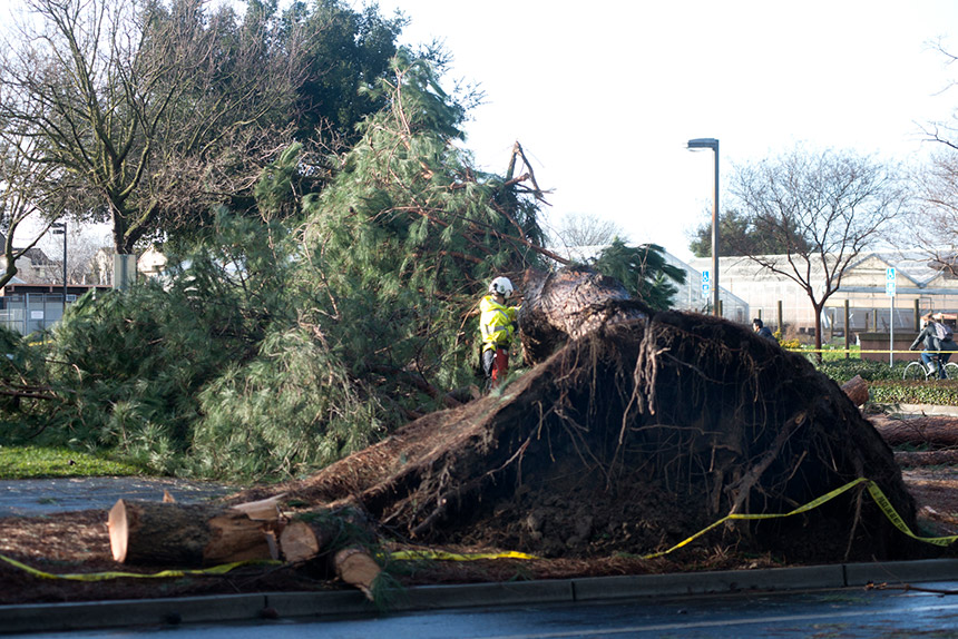 A fallen tree.