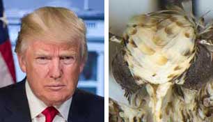 President Trump and Neopalpa donaldtrumpi moth, side by side.