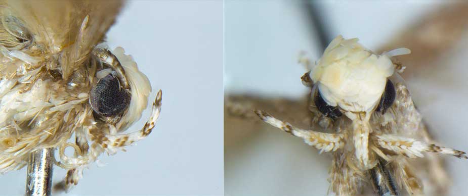 Two close-ups of moth's head.