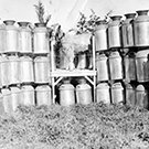 Goat and milk cans
