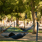 Hammocks at UC Davis