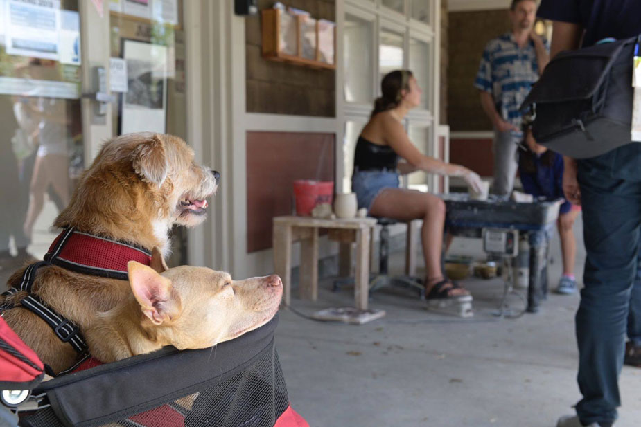 Dogs in the shade outside Craft Center.