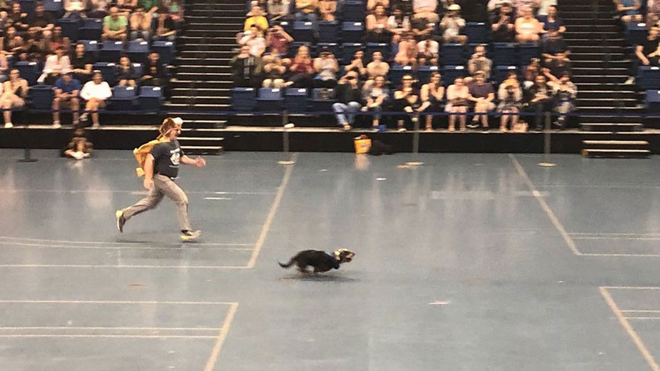 Dean Lairmore races a dachshound.