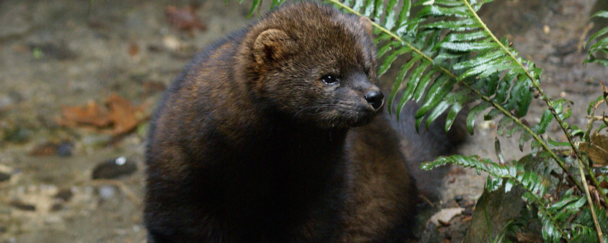 Pacific fisher