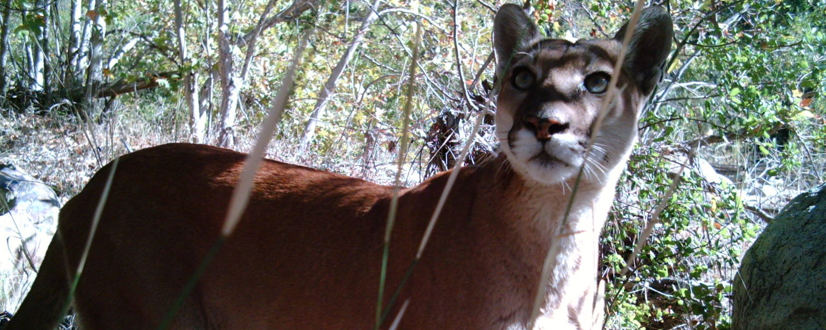 Southern California mountain lion