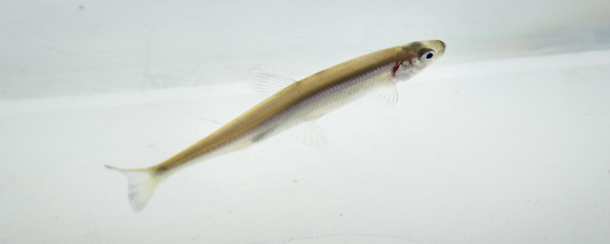 Delta smelt