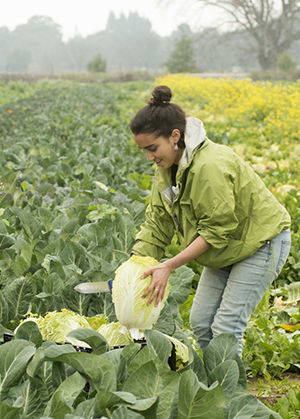 A woman picks cabbage
