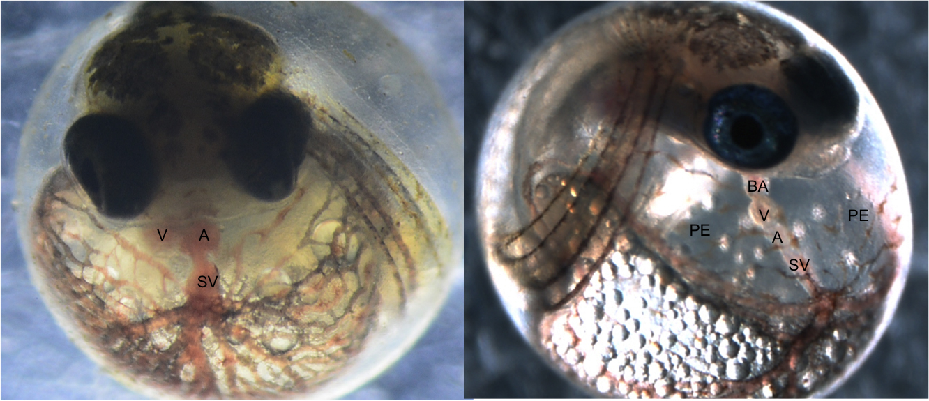 Atlantic killifish embryos