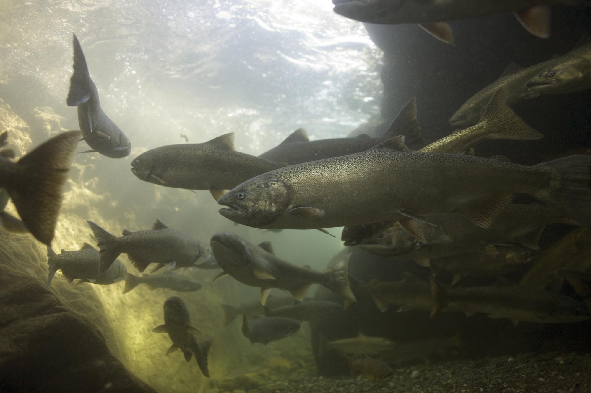 Spring chinook