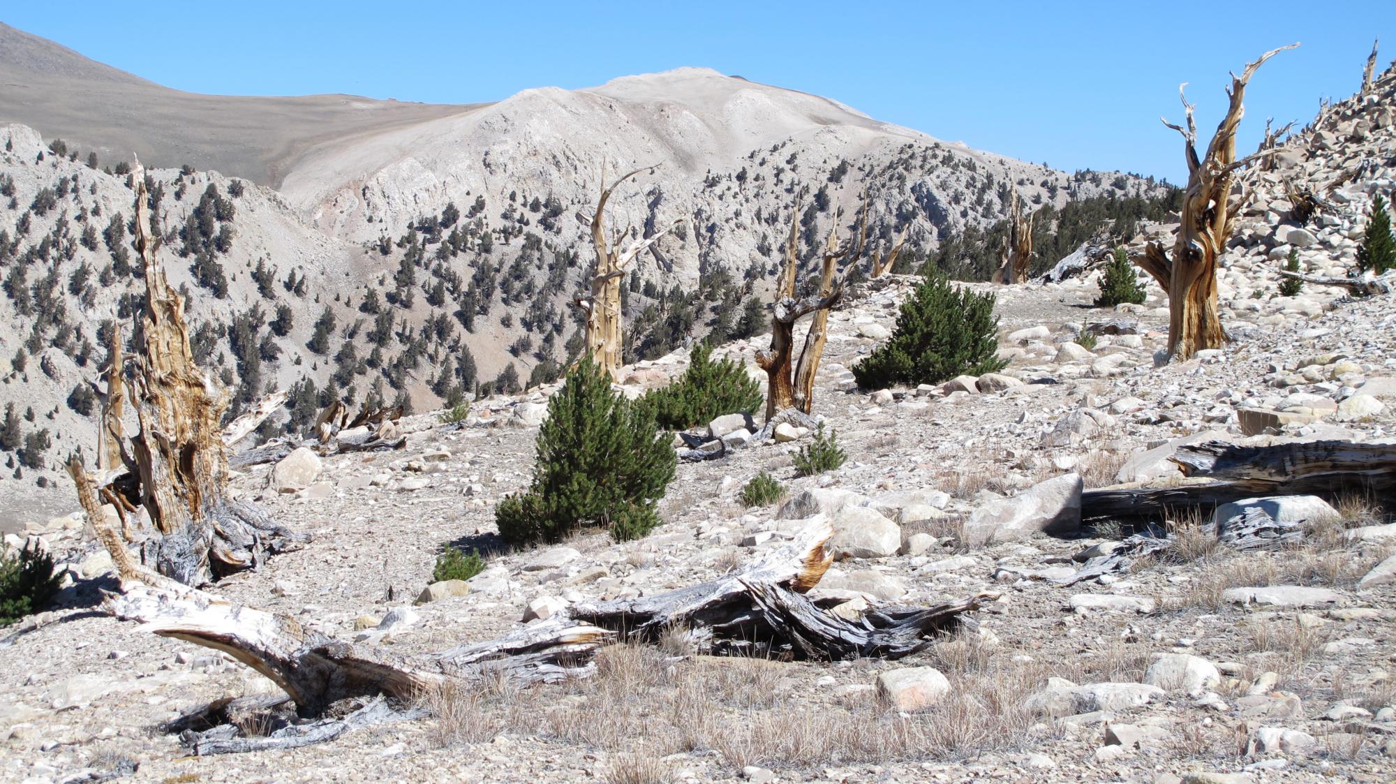 Bristlecone pine and limber pine