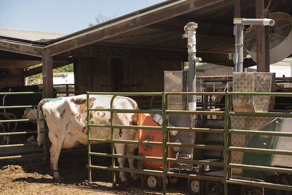 Cows eat while methane measured