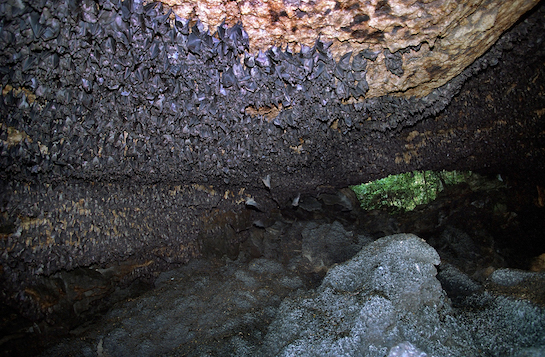 bats in cave in Uganda