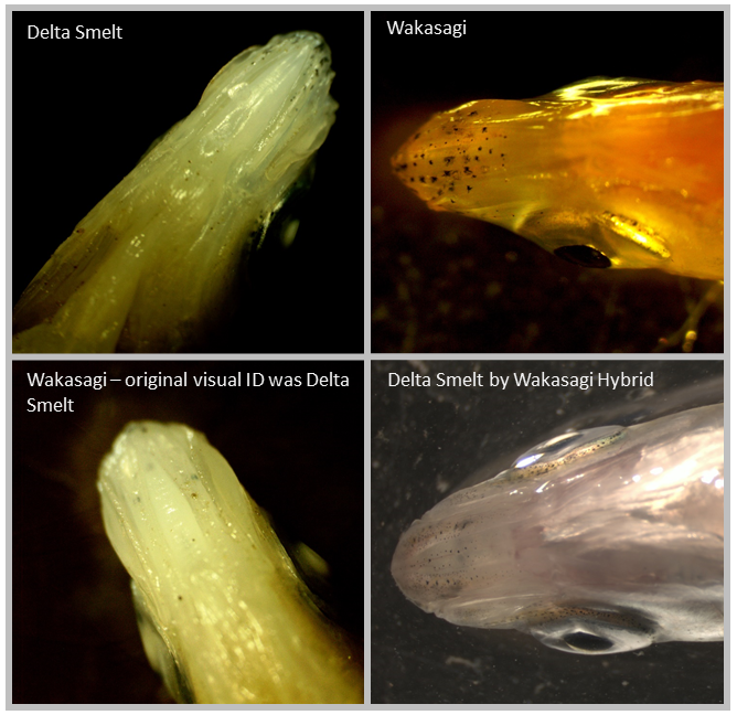 smelt comparisons