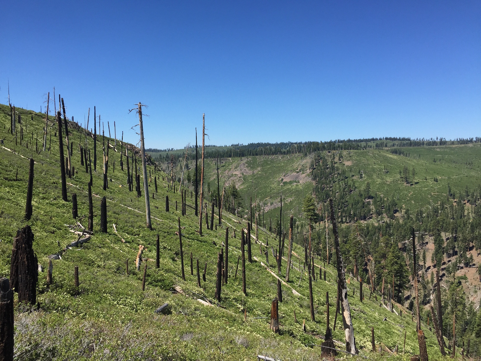 Post-Fire Warner Mountains