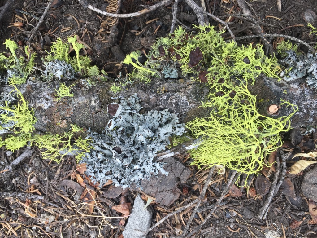 Lichen