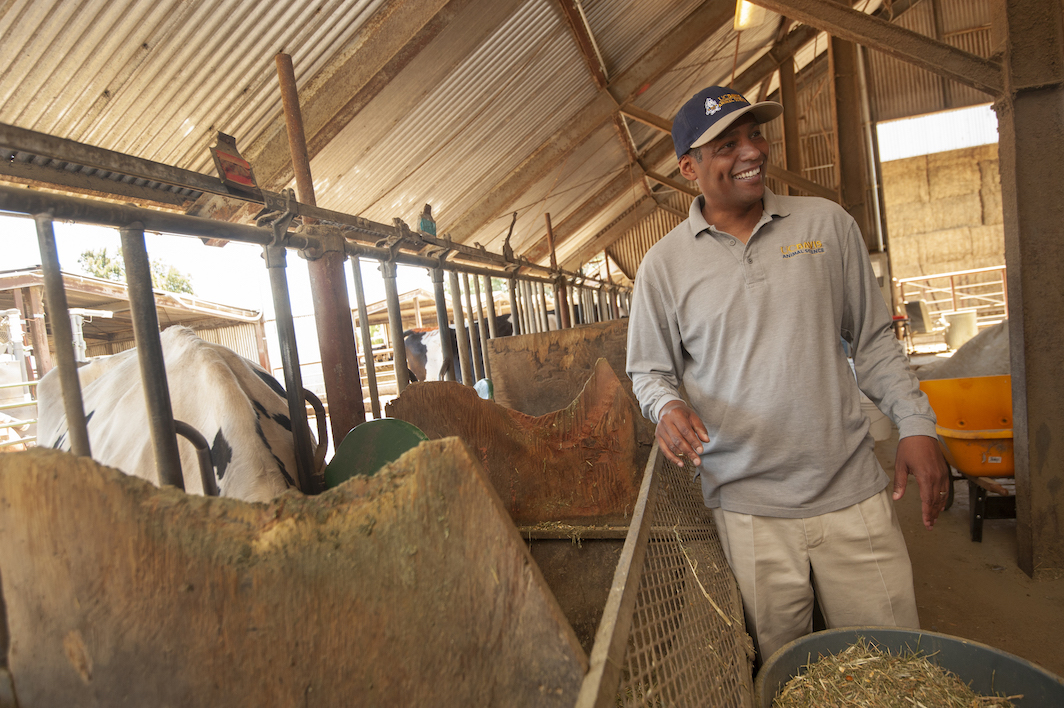 male scientist with dairy cow