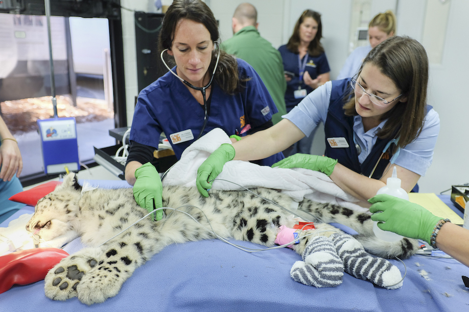 Two women veterinarians do eyelid surgery on snow leopard cub at Sacramento Zoo