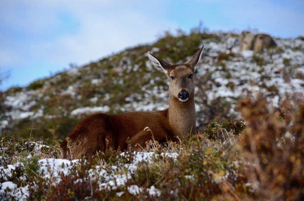 Huemul deer in Patagonia