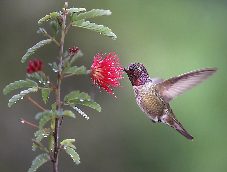 hummingbird at feeder