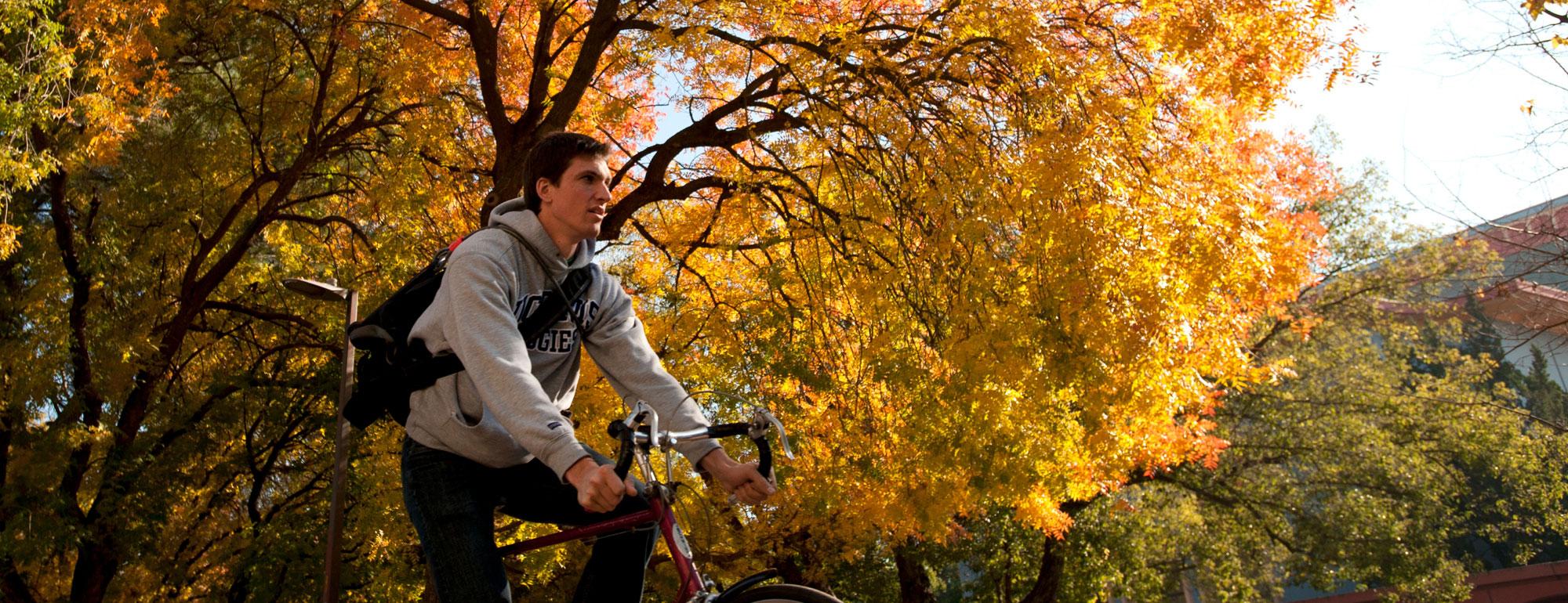 A male student rides his bicycle under the Fall foliage on the UC Davis campus