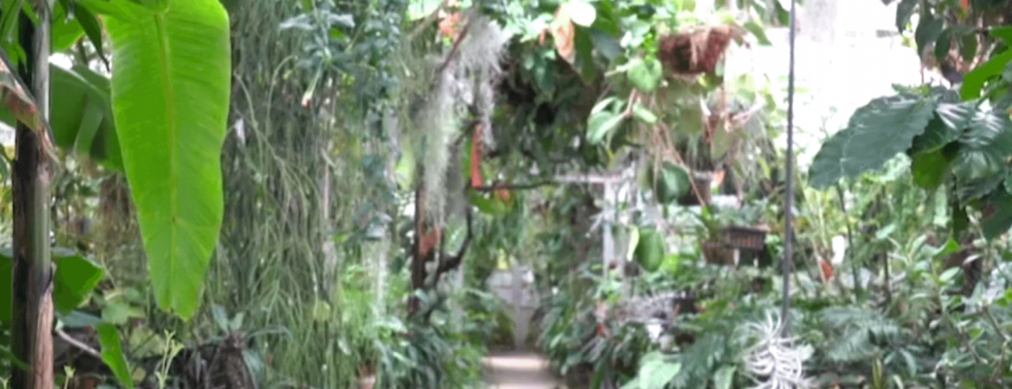 cacao grows in a greenhouse