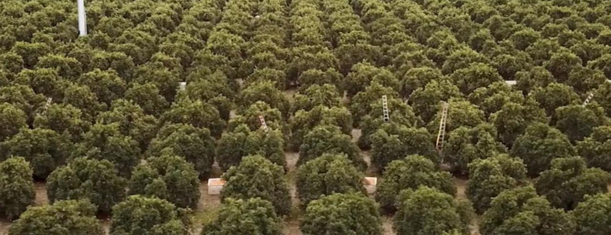 citrus groves near uc davis