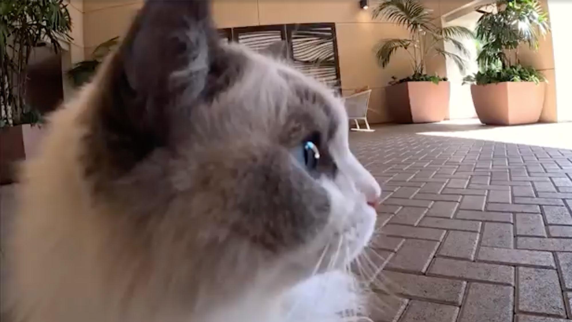 A profile view of a white and gray cat