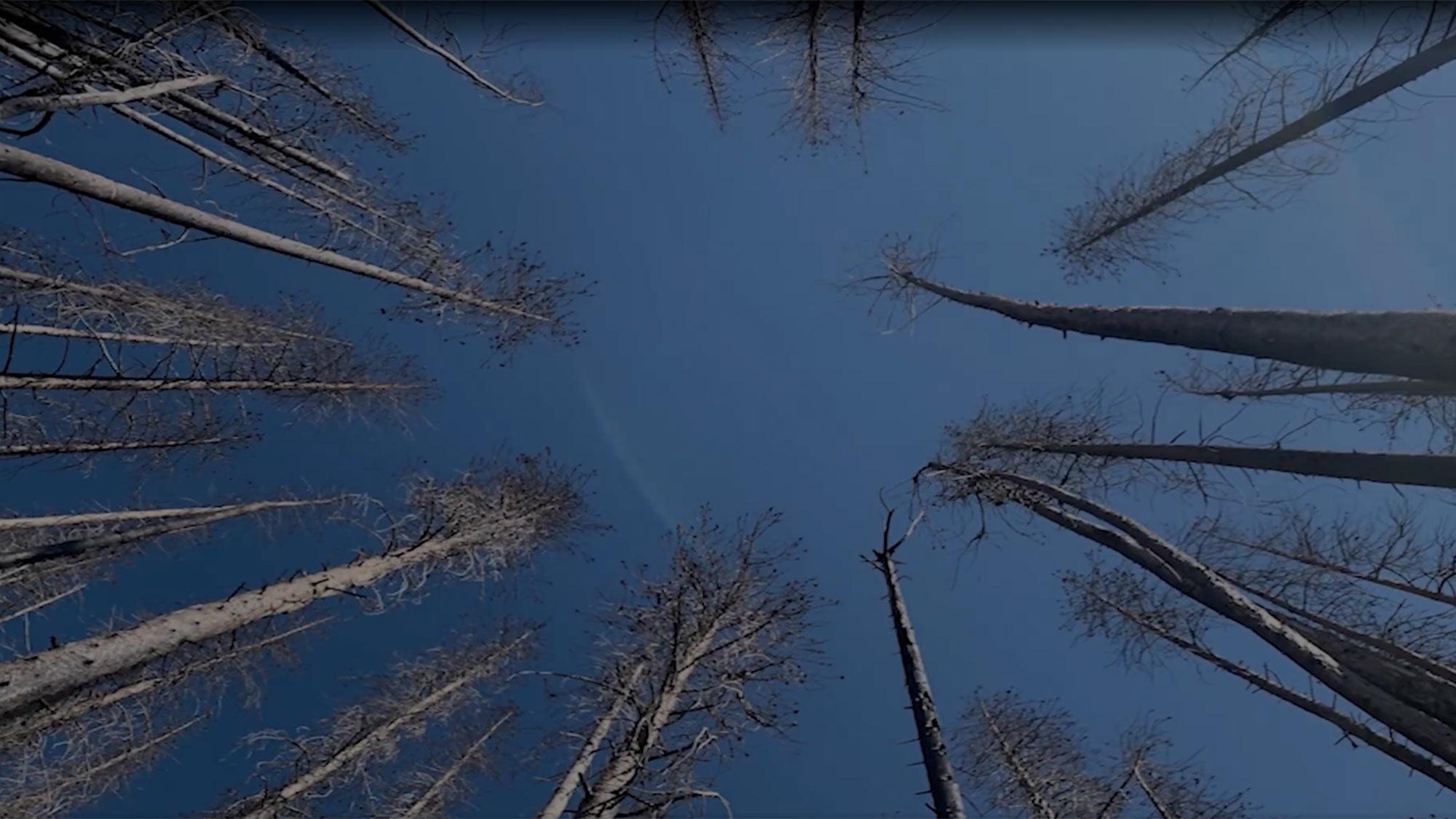 Worm's-eye view of tall bare trees against deep blue sky