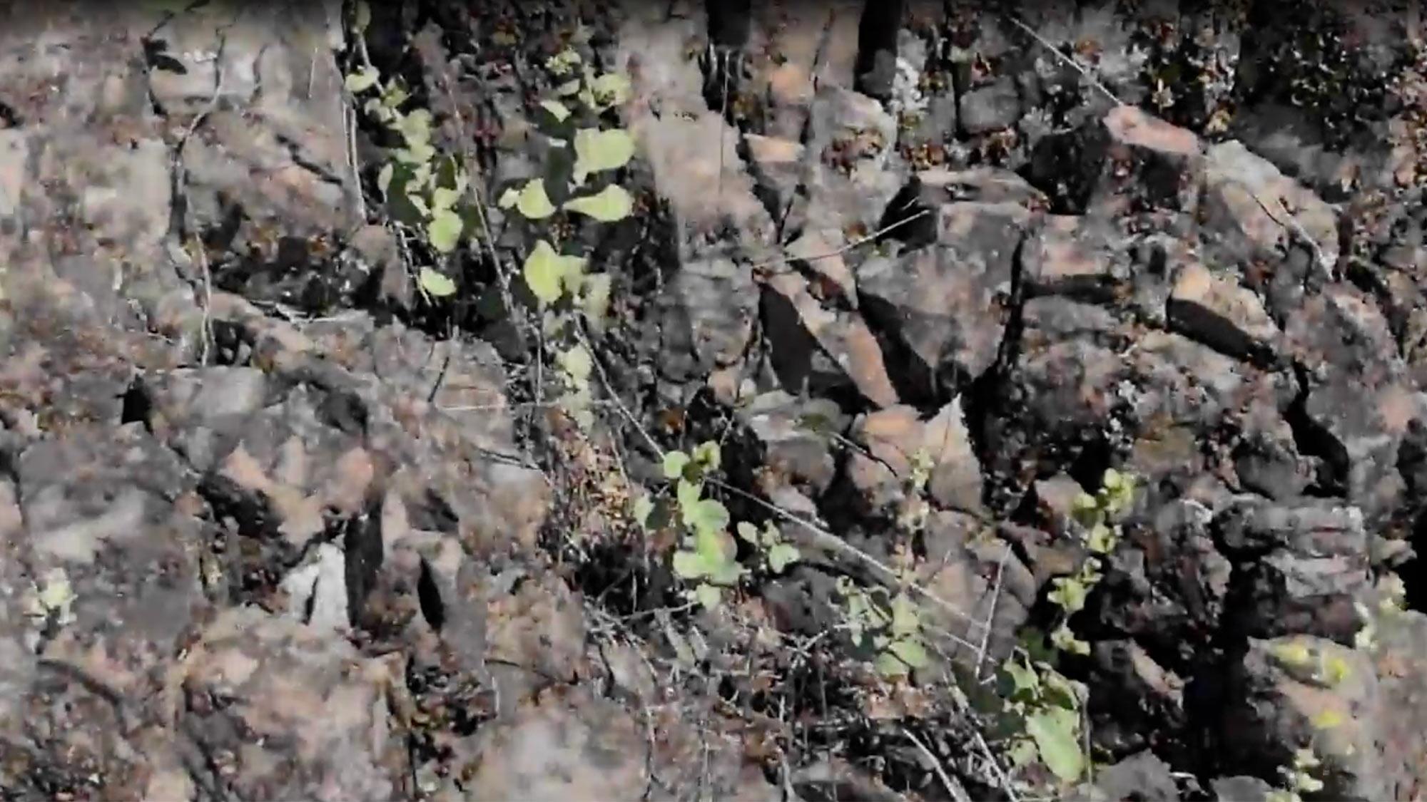 Rugged dark rock face with sparse pale-green plants sprouting from crevices