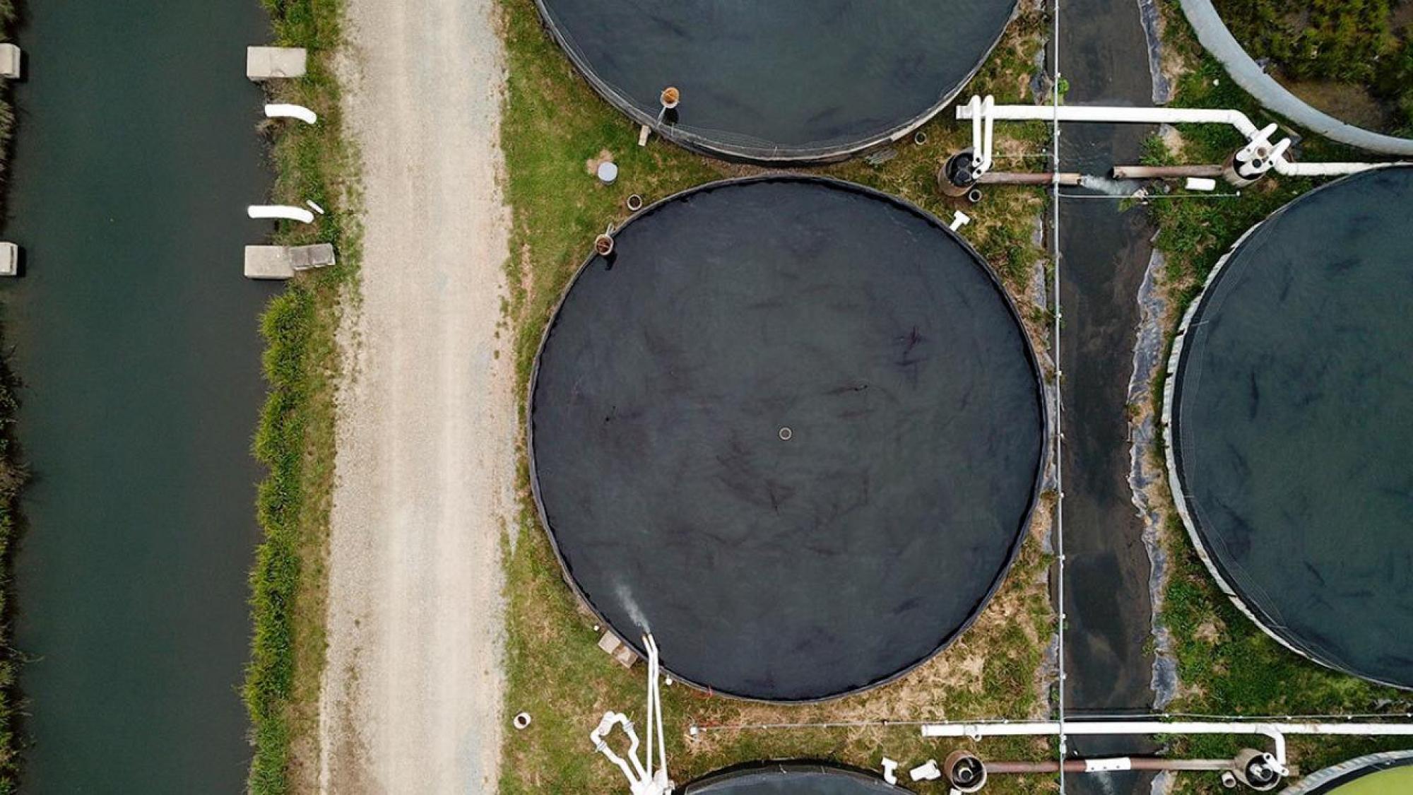 holding ponds at a uc davis aquaculture