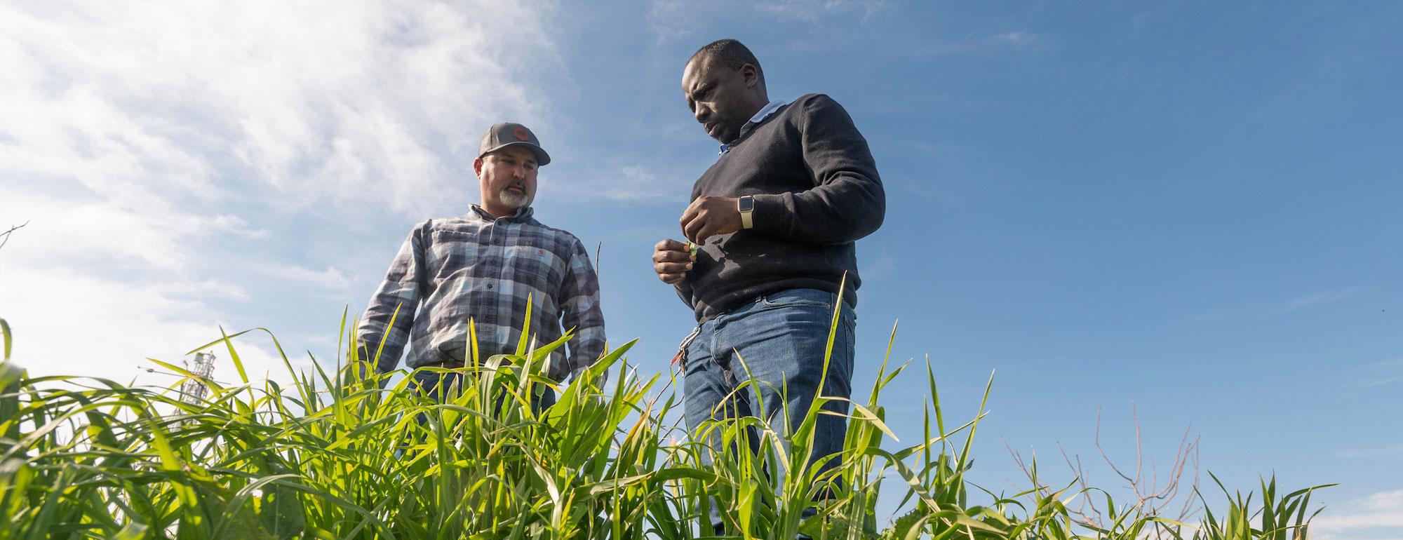 Two farmers investigating a cover crop