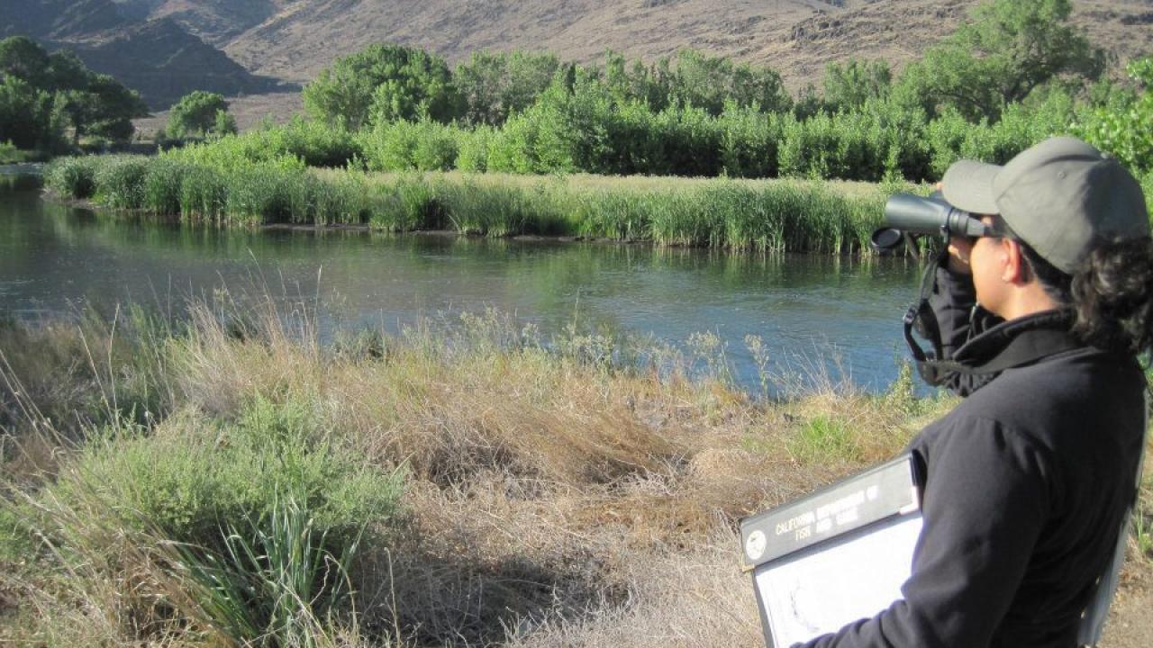 Angela Calderaro, CDFW, scans the treeline during a yellow-billed cuckoo workshop in Reno, Nevada. (Photo Credit: Lily Douglas, 