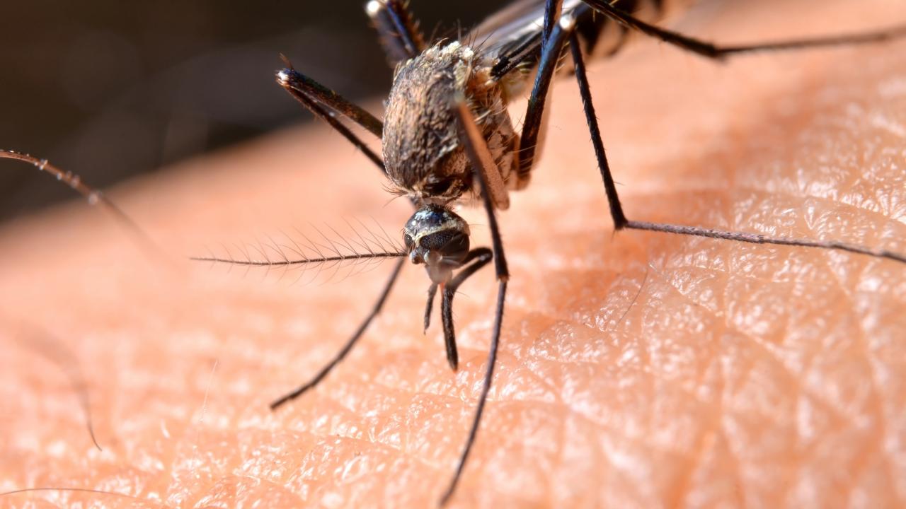 Mosquito