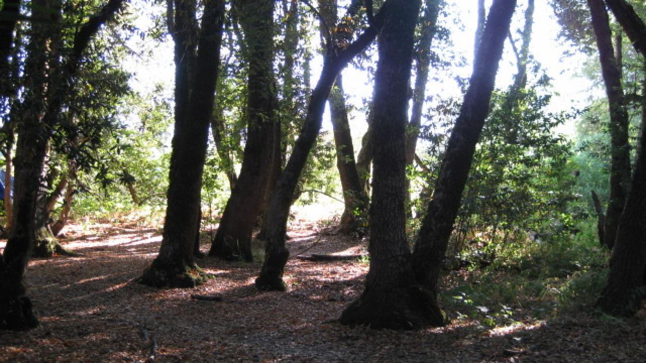 grove