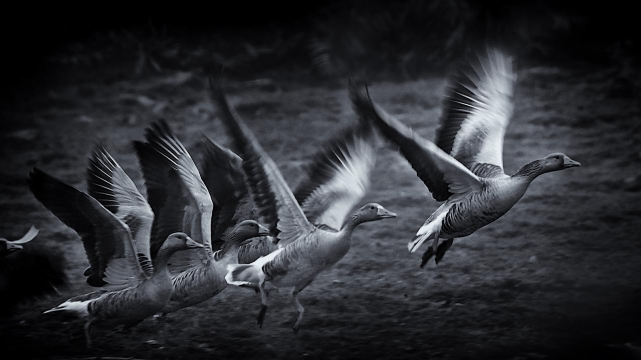 geese