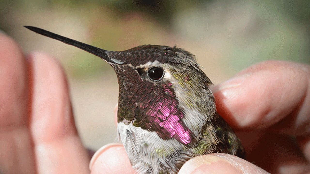 Hummingbird in a hand