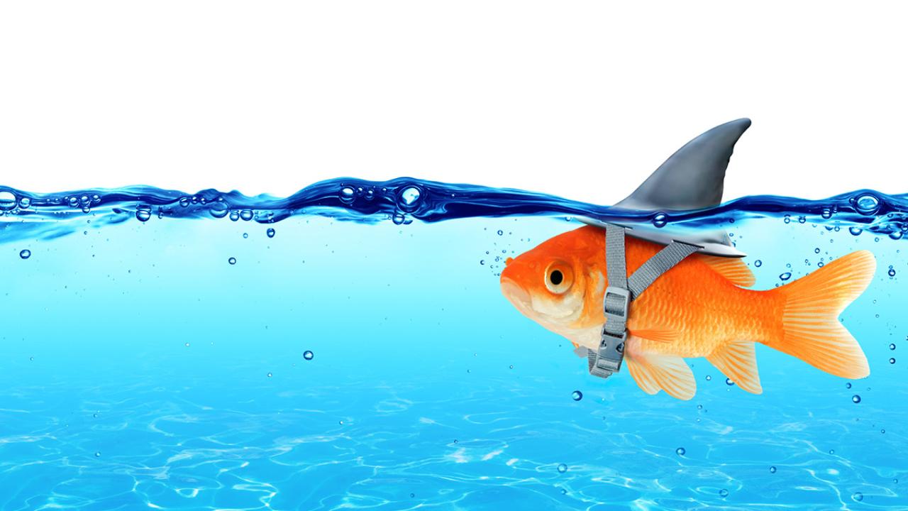 Illustration of a goldfish with a shark's fin strapped to it, showing above the surface