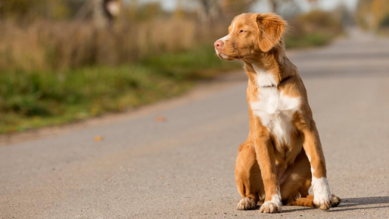 A light brown dog with a white chest patch sits in a road looking to the left. 